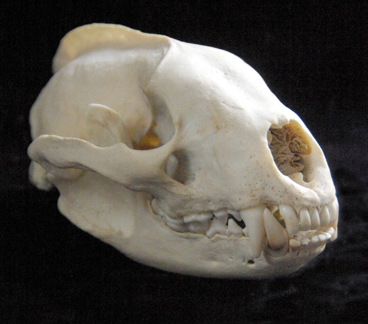 Badger Skull